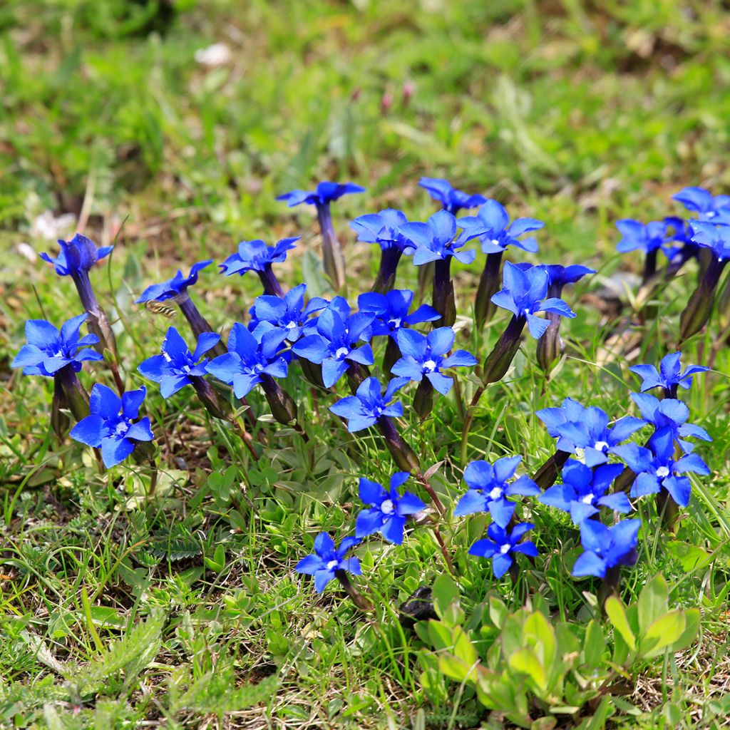 Gentiana verna - Frühlings-Enzian