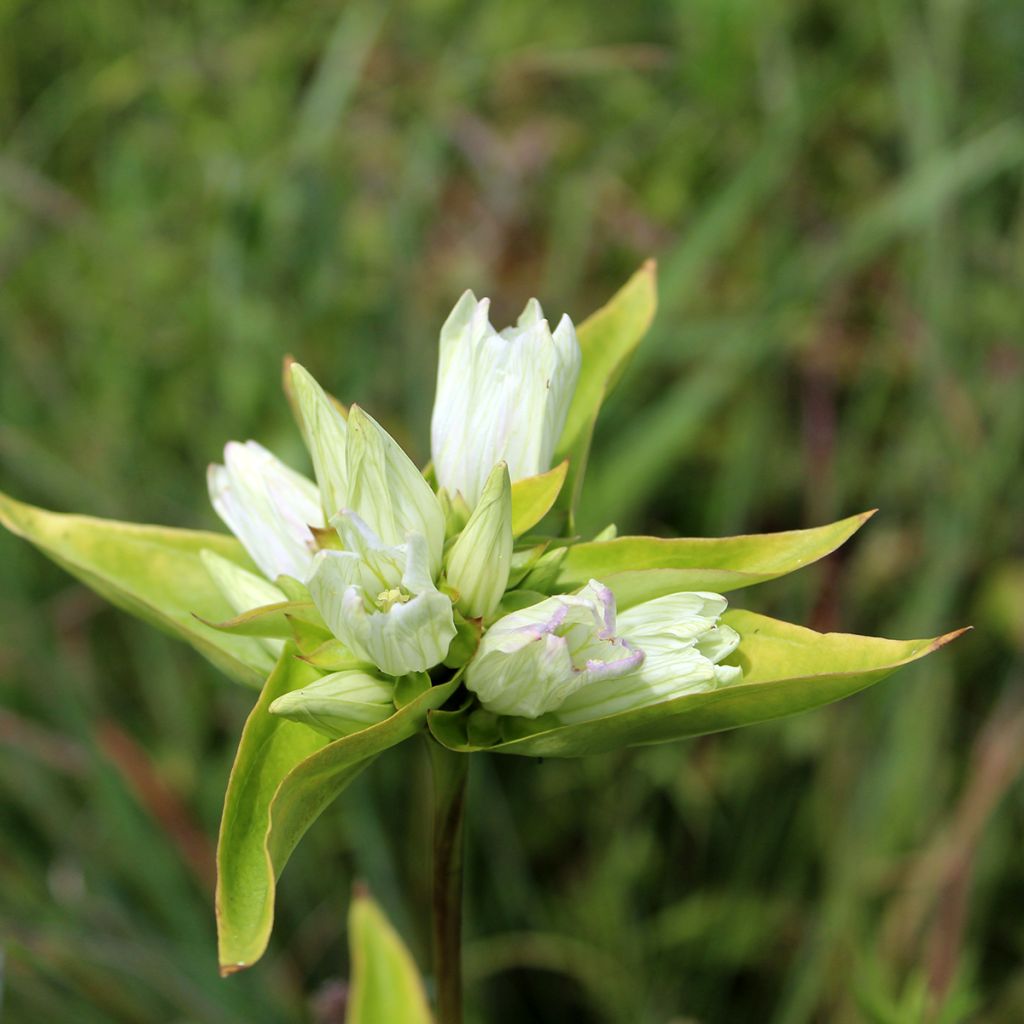 Gentiana asclepiadea var. alba - Schwalbenwurz-Enzian