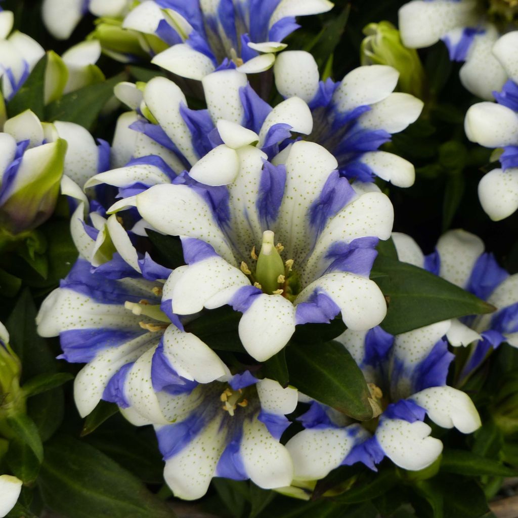 Gentiana scabra Royal Stripes - Enzian