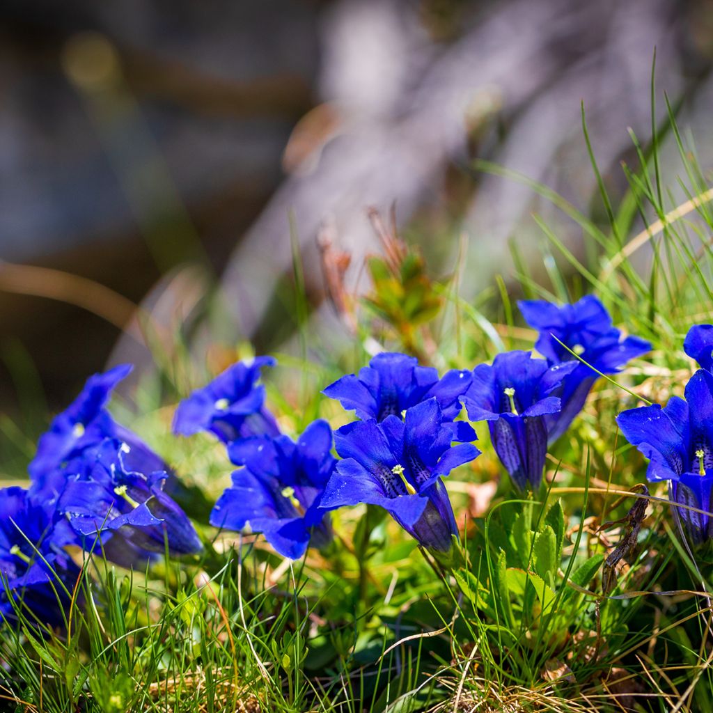 Gentiana acaulis - Kochscher Enzian