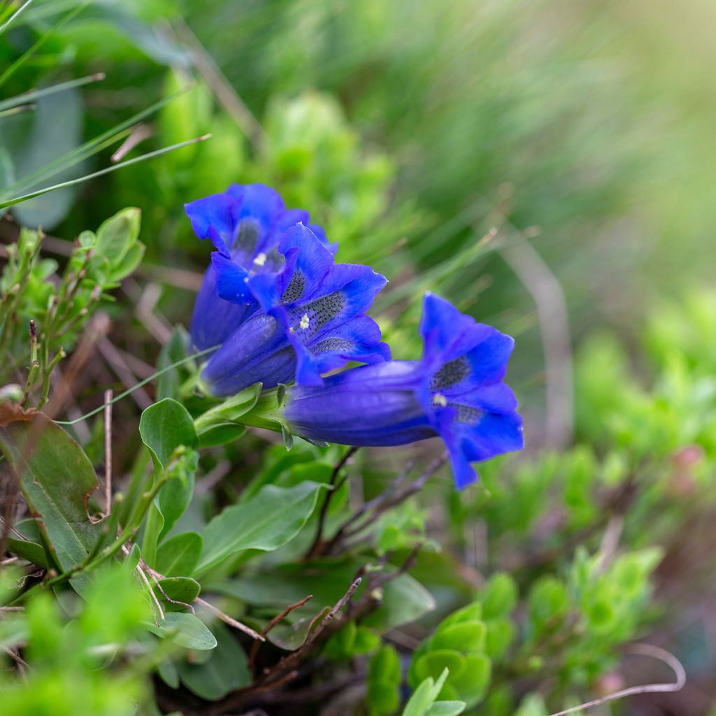 Gentiana acaulis - Kochscher Enzian