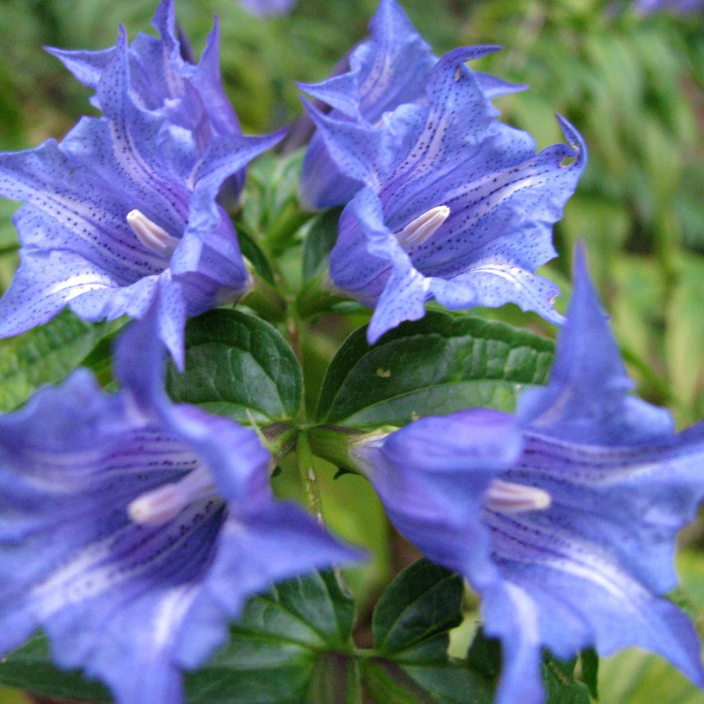 Gentiana asclepiadea - Schwalbenwurz-Enzian