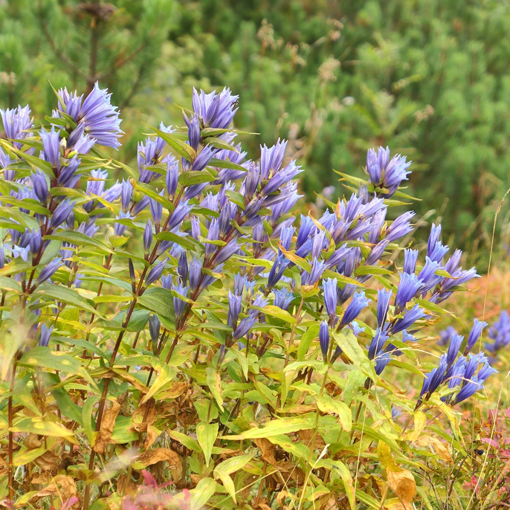 Gentiana asclepiadea - Schwalbenwurz-Enzian