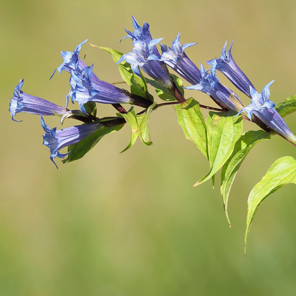 Gentiana asclepiadea - Schwalbenwurz-Enzian