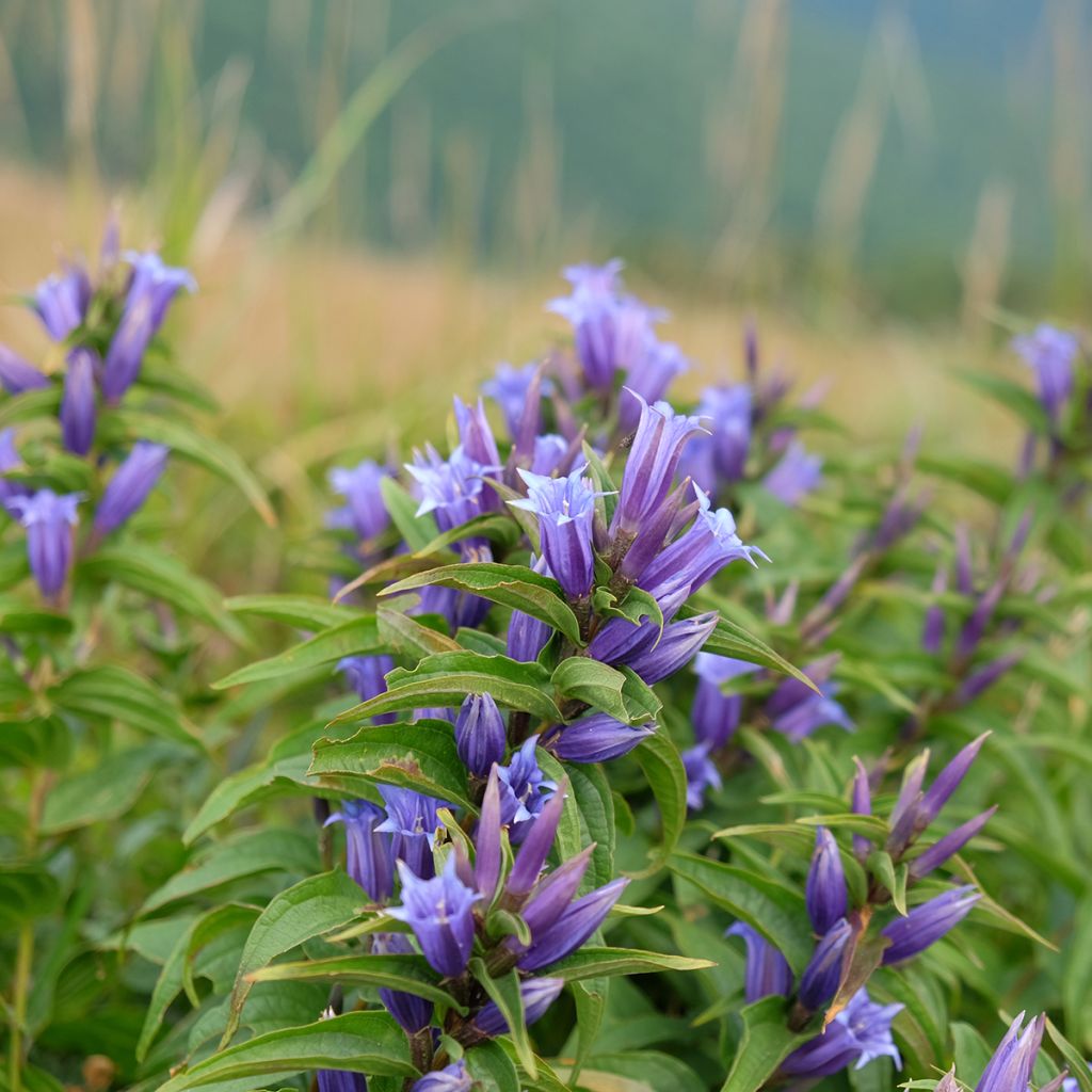 Gentiana asclepiadea - Schwalbenwurz-Enzian