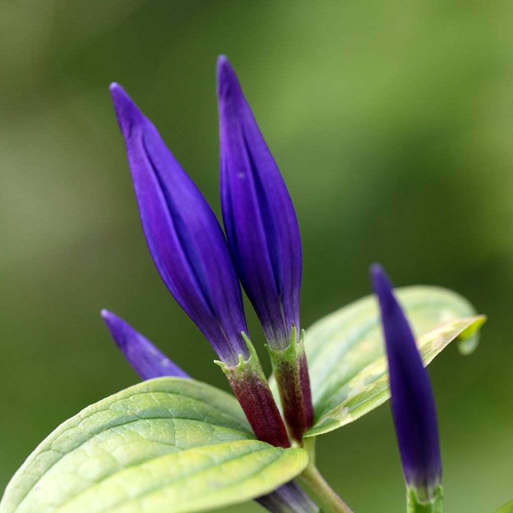 Gentiana asclepiadea - Schwalbenwurz-Enzian