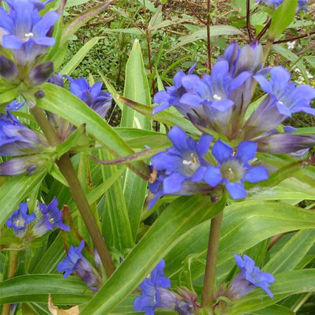 Gentiana dahurica - Dahurischer Enzian