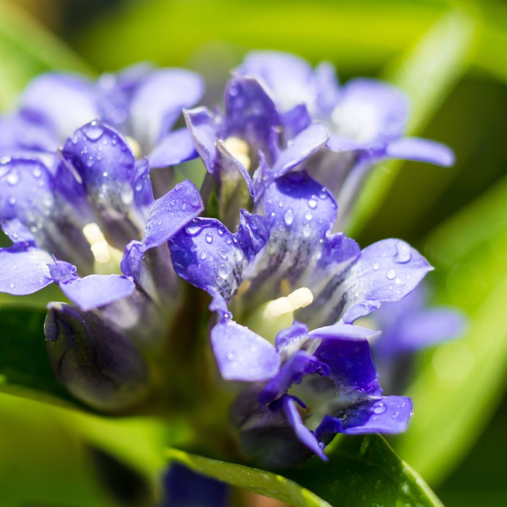 Gentiana dahurica - Dahurischer Enzian