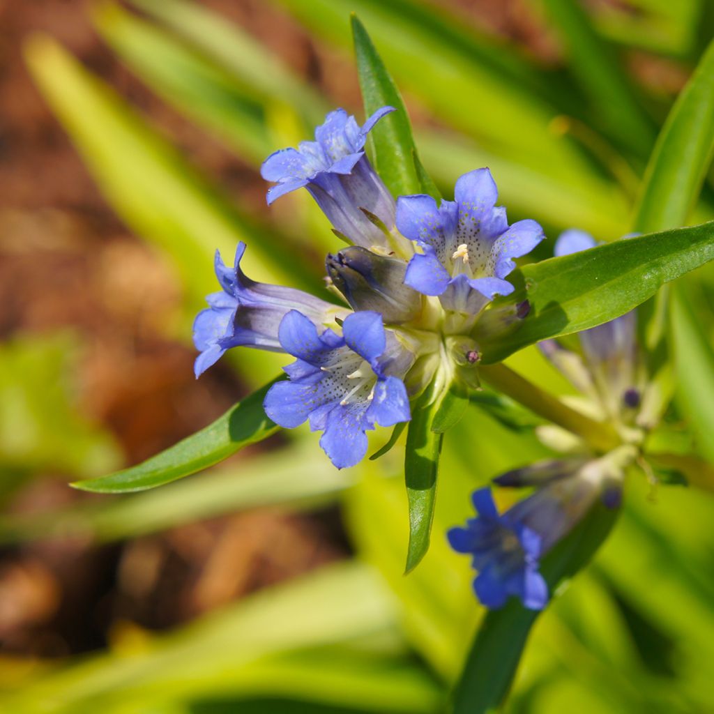 Gentiana dahurica - Dahurischer Enzian