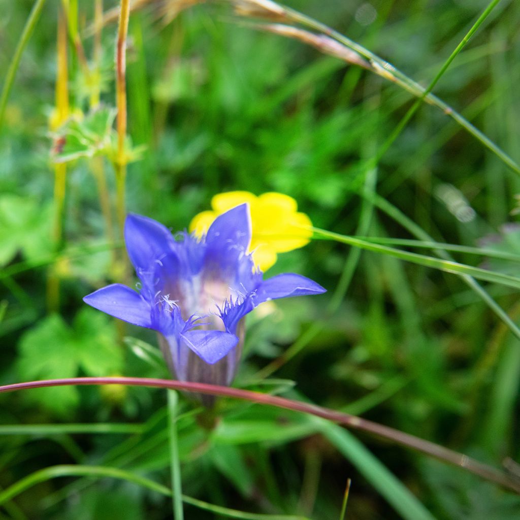 Gentiana septemfida var. lagodechiana - Kaukasus-Enzian