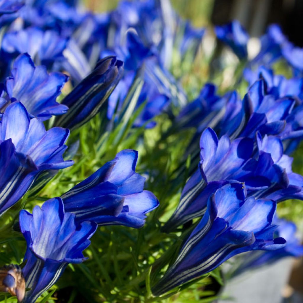 Gentiana sino-ornata - Stängelloser Enzian