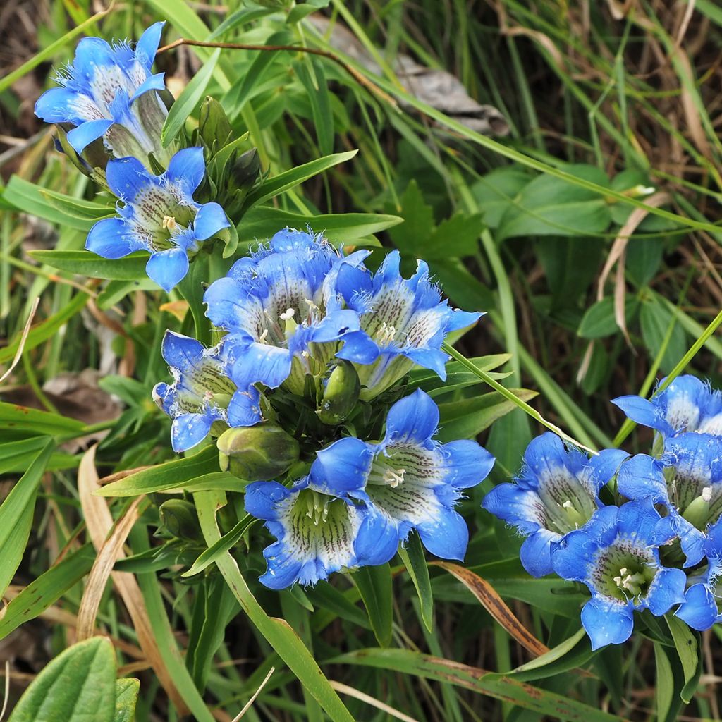 Gentiana sino-ornata - Stängelloser Enzian