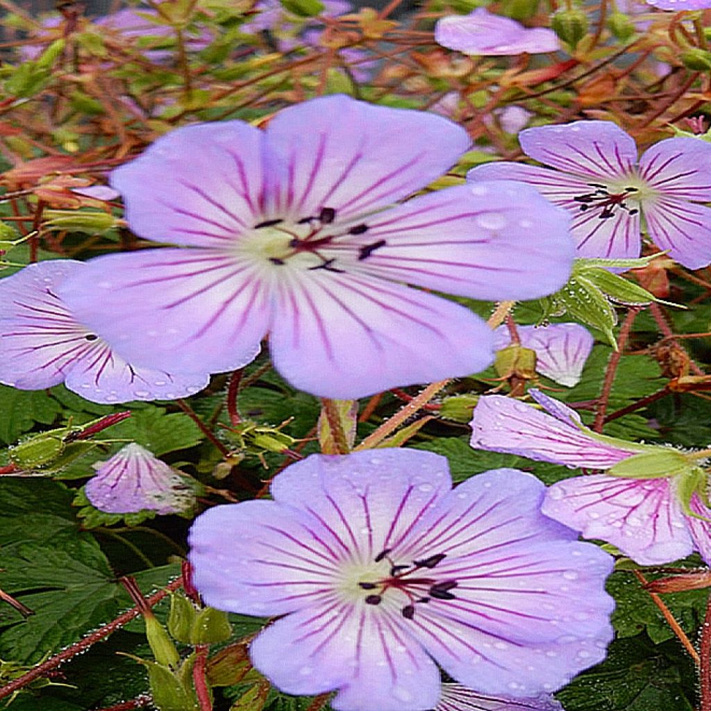 Geranium All Summer Blue - géranium vivace