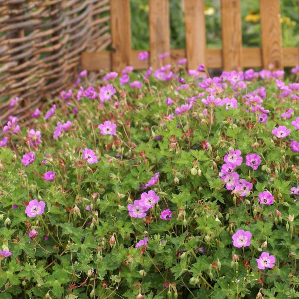 Storchschnabel Kelly-Anne - Geranium