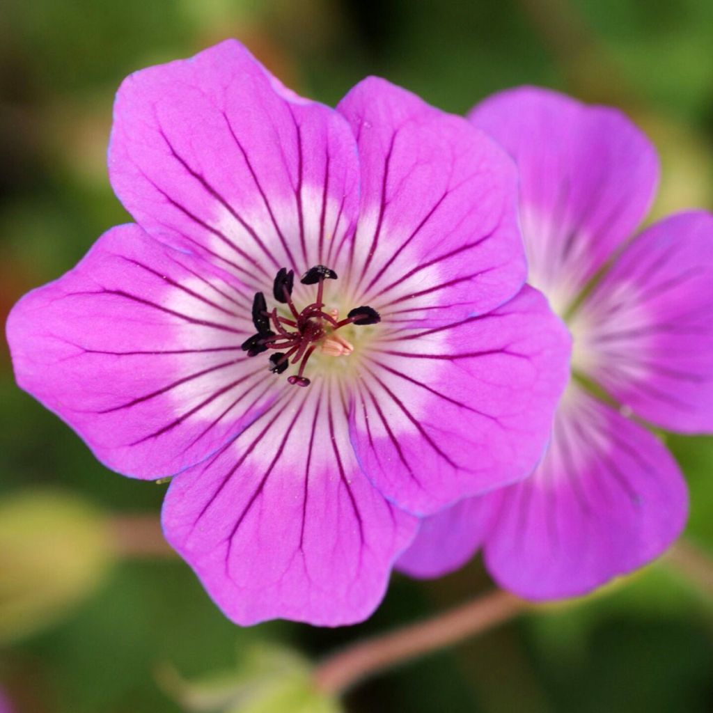 Storchschnabel Kelly-Anne - Geranium