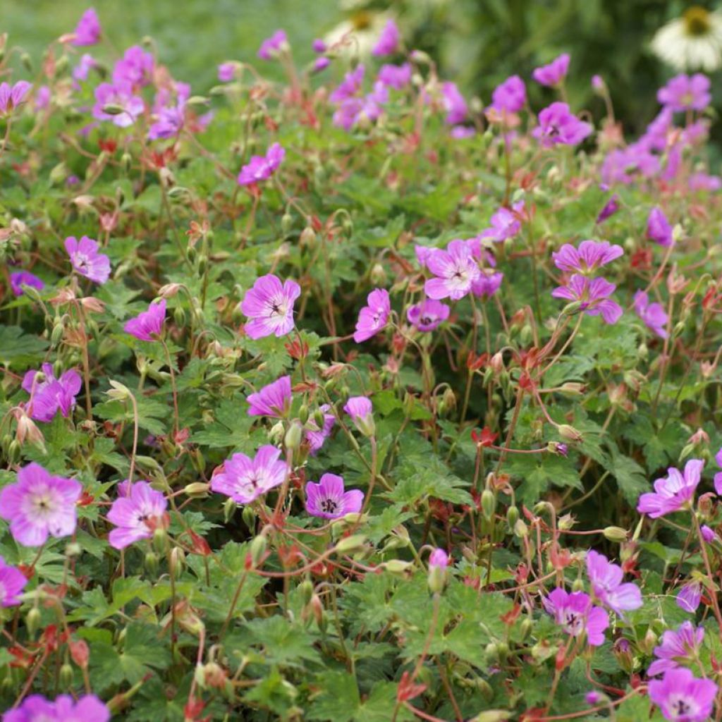 Storchschnabel Kelly-Anne - Geranium