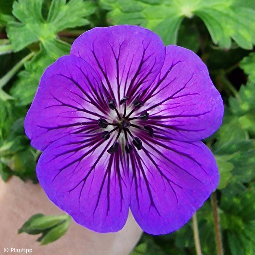 Storchschnabel Anne's Family Mary Anne - Geranium