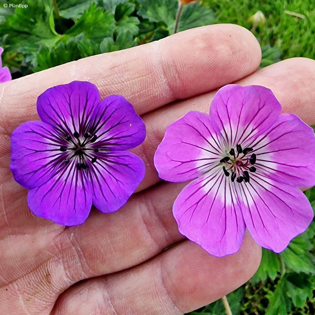 Storchschnabel Anne's Family Mary Anne - Geranium