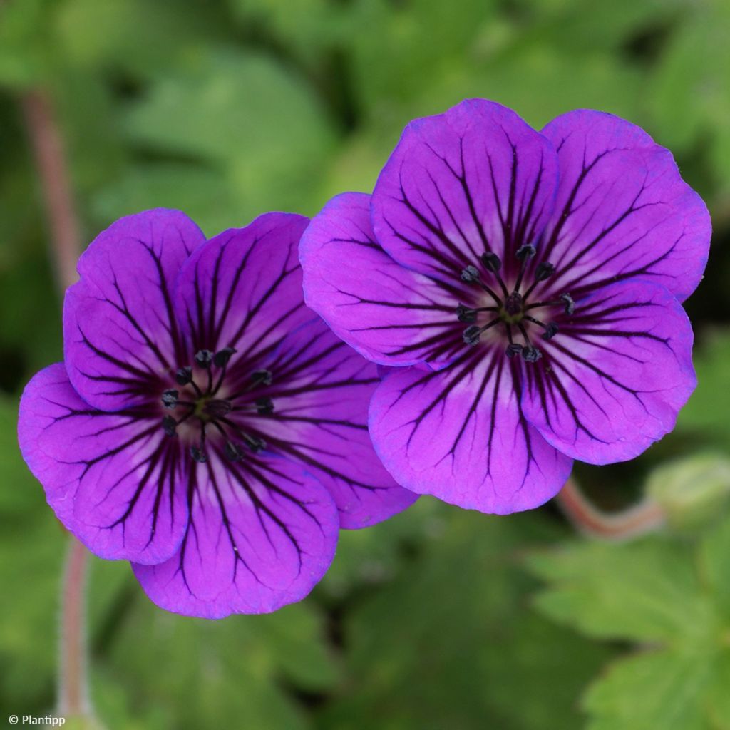 Storchschnabel Anne's Family Mary Anne - Geranium