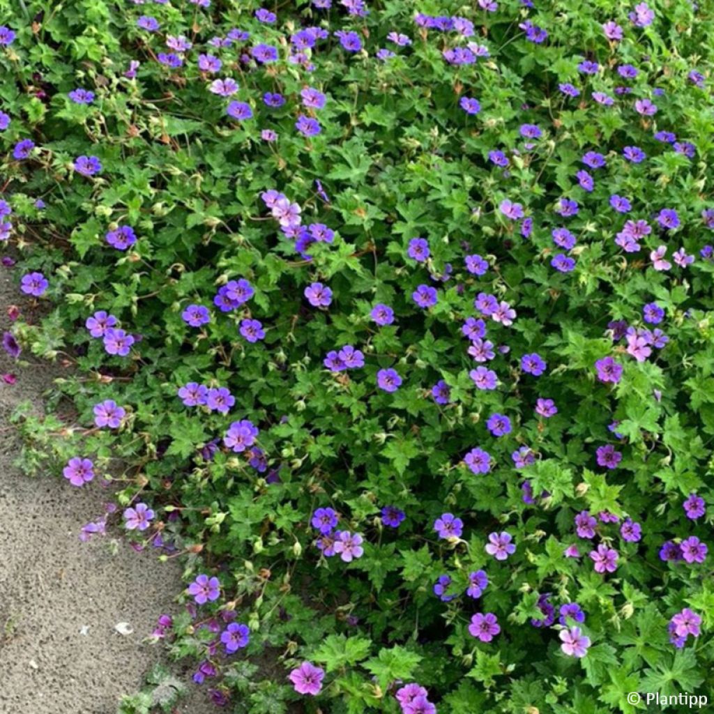 Storchschnabel Anne's Family Mary Anne - Geranium