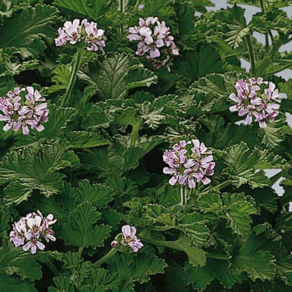 Englische Geranie Attar of Roses - Pelargonium