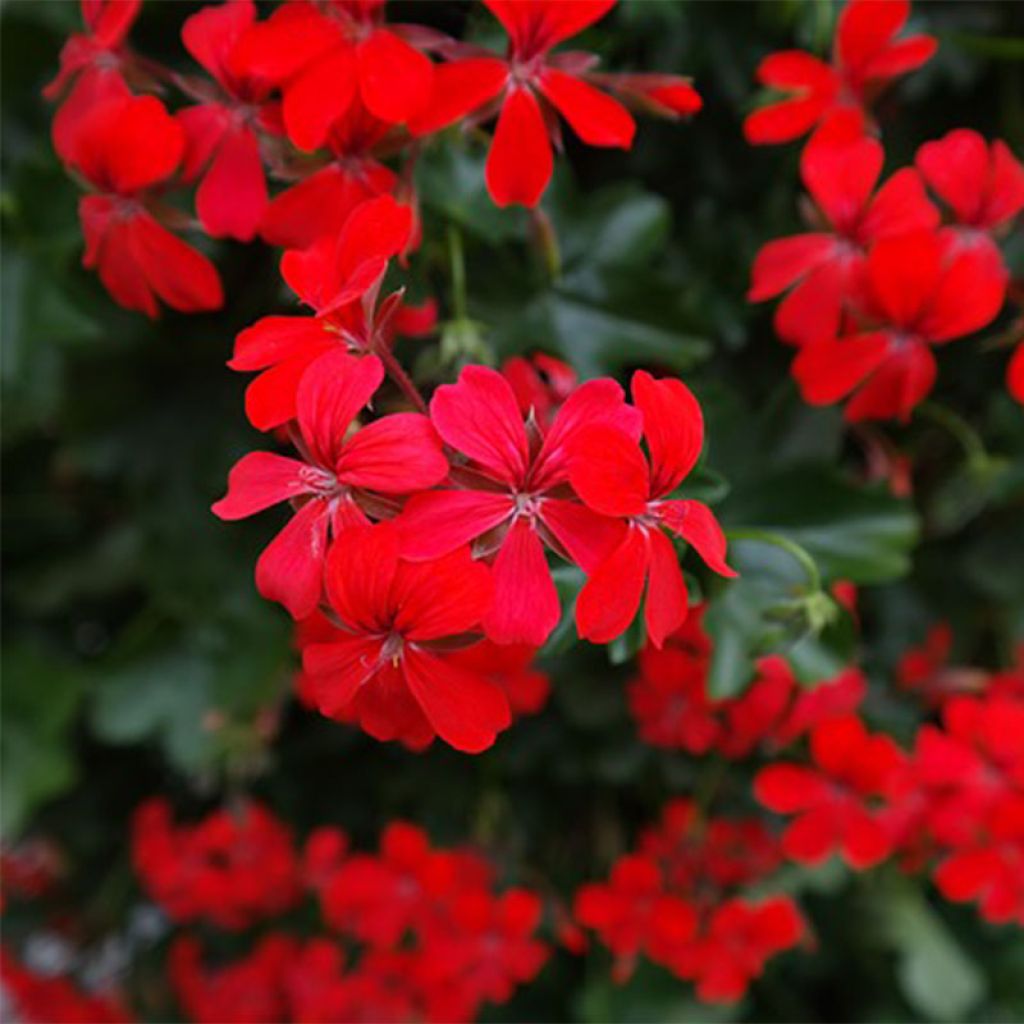 Hängegeranie Balcon Imperial Red, rouge, rood - Pelargonium