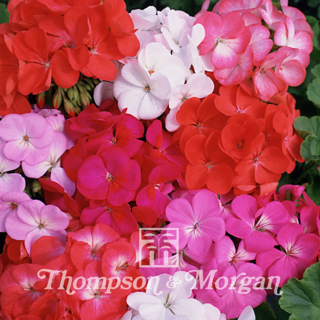 Zonal-Pelargonie Border Supreme F2 Hybrid (Samen) - Pelargonium