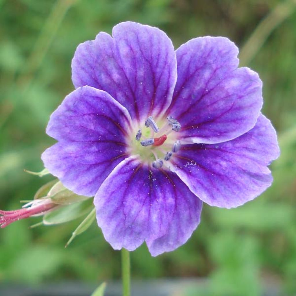 Geranium nodosum Clos du Coudray - Knotiger Bergwald Storchschnabel