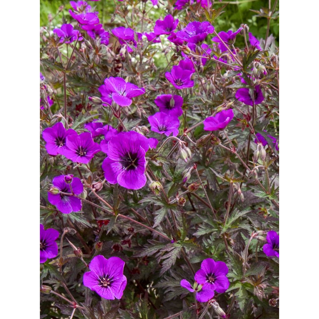 Geranium pratense Dark Eyes - Wiesen-Storchschnabel