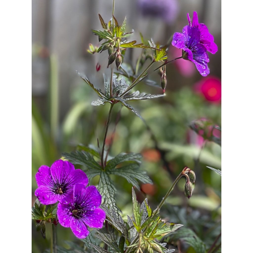 Geranium pratense Dark Eyes - Wiesen-Storchschnabel