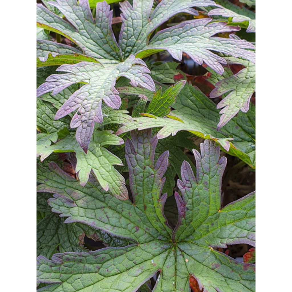 Geranium pratense Dark Eyes - Wiesen-Storchschnabel