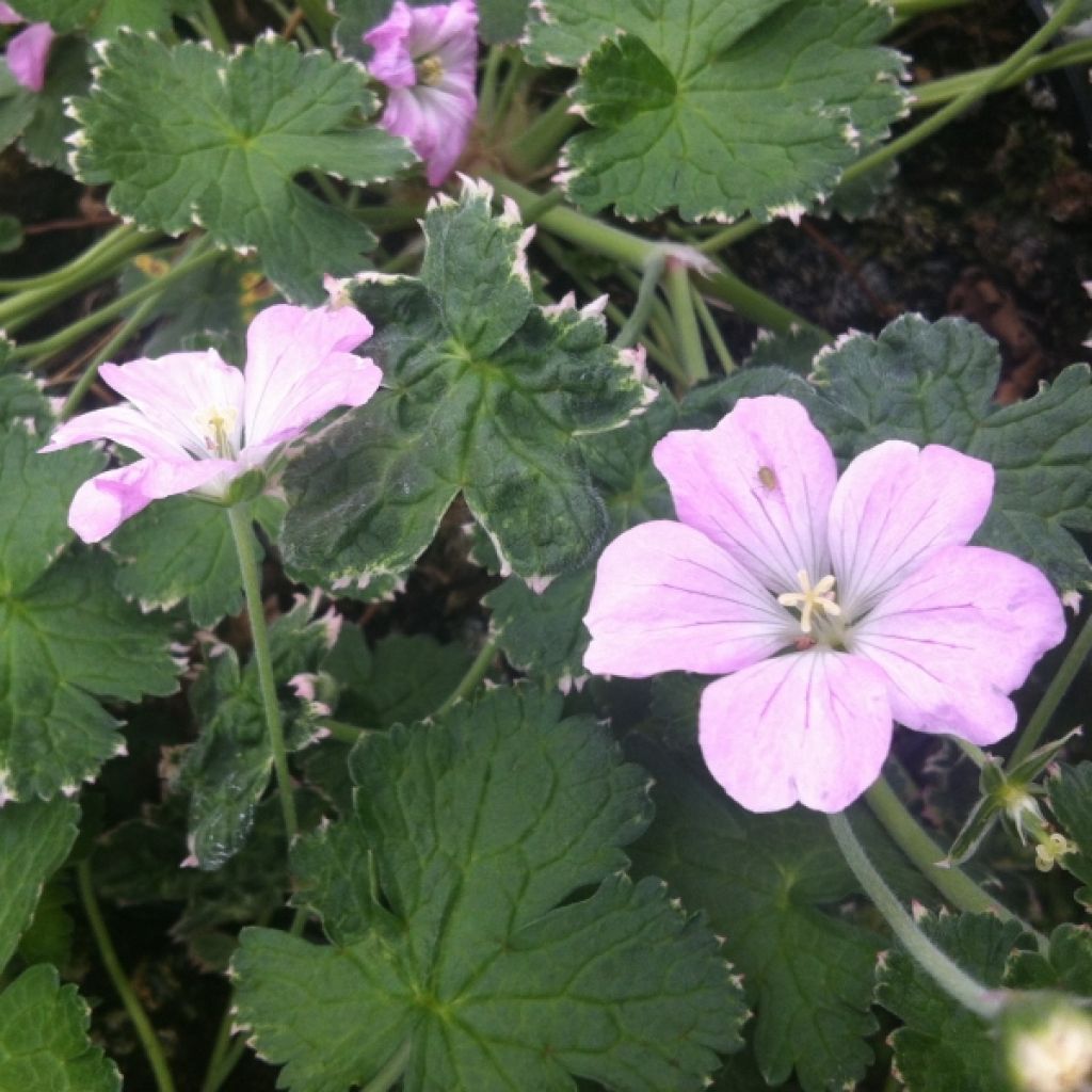 Storchschnabel Dreamland - Geranium