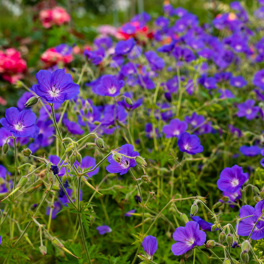 Storchschnabel Eureka Blue - Geranium