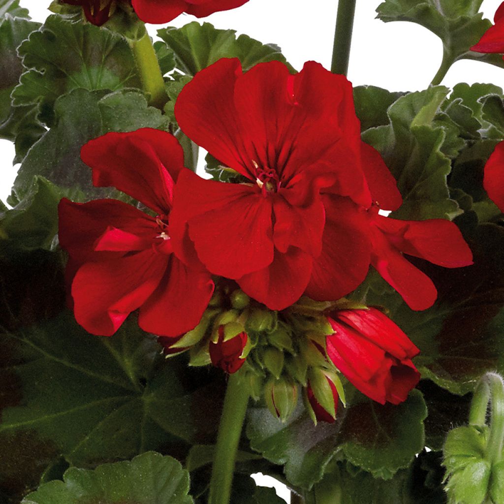 Zonal-Pelargonie Galaxy Dark Red - Pelargonium