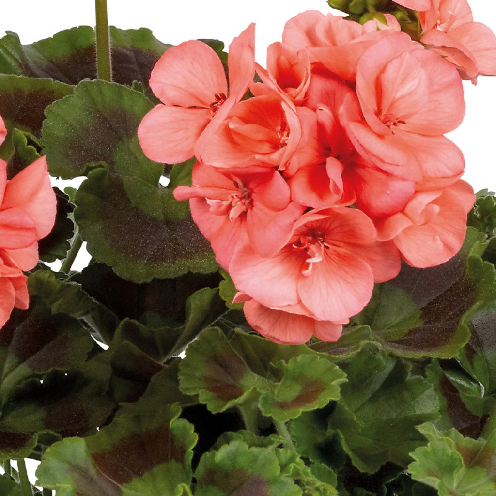 Zonal-Pelargonie Galaxy Salmon - Pelargonium