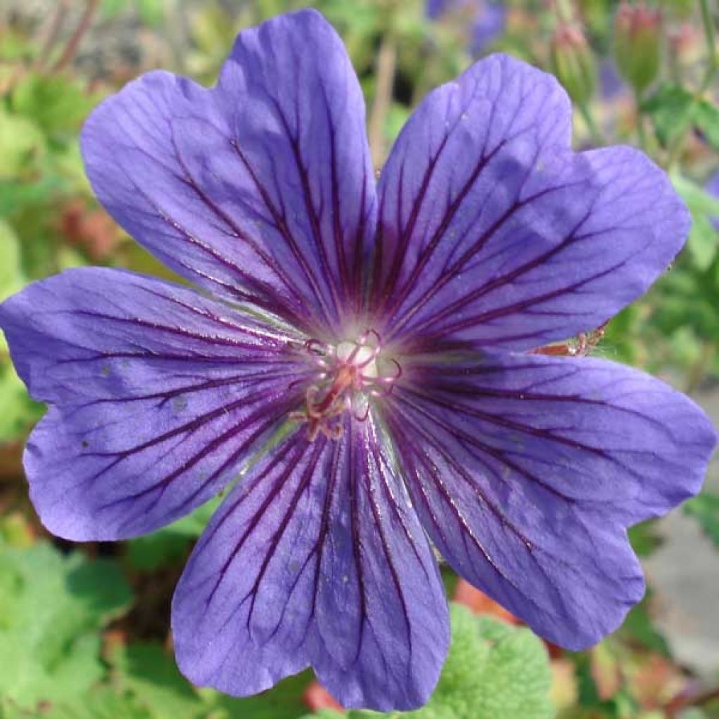 Geranium ibericum - Iberisches Storchschnabel