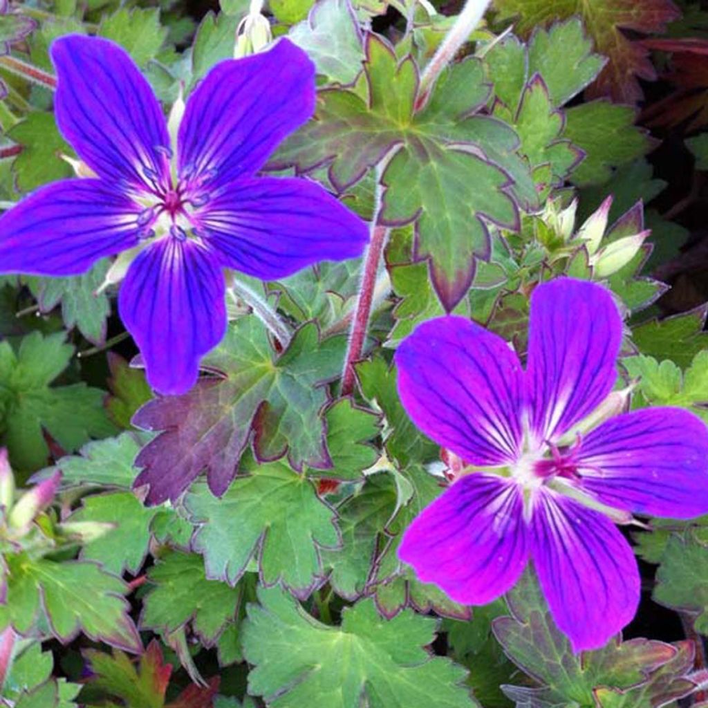 Storchschnabel Karen Wouters - Geranium