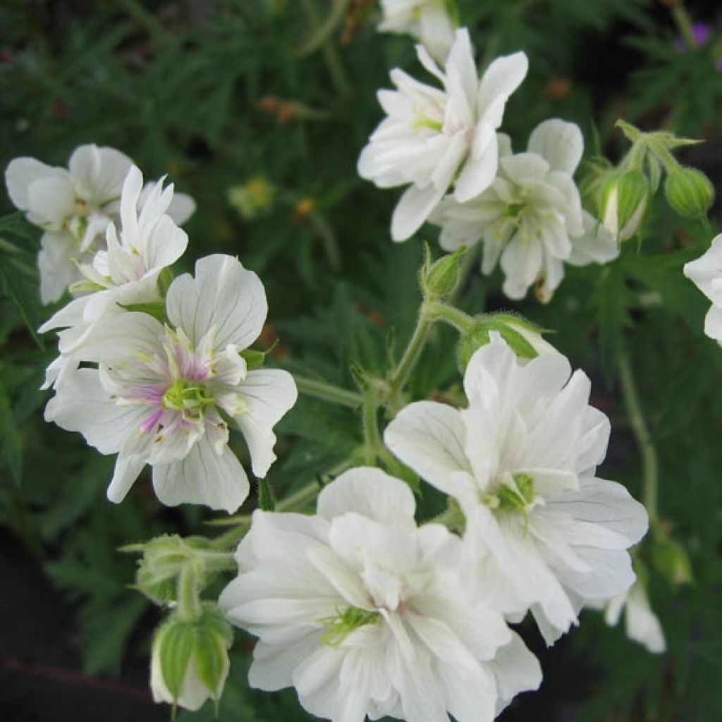 Geranium vivace pratense Plenum Album