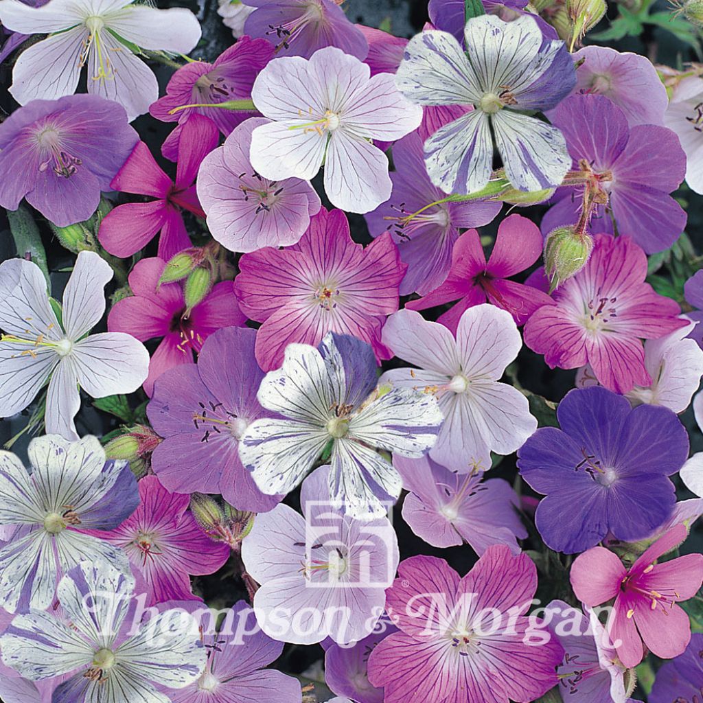 Geranium pratense Reflections (Samen) - Wiesen-Storchschnabel