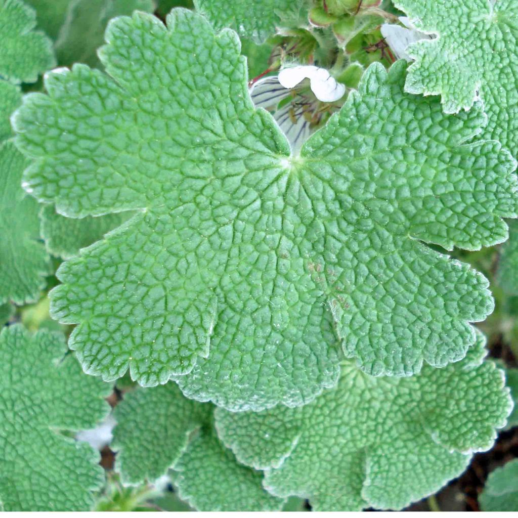 Geranium renardii - Kaukasus-Storchschnabel