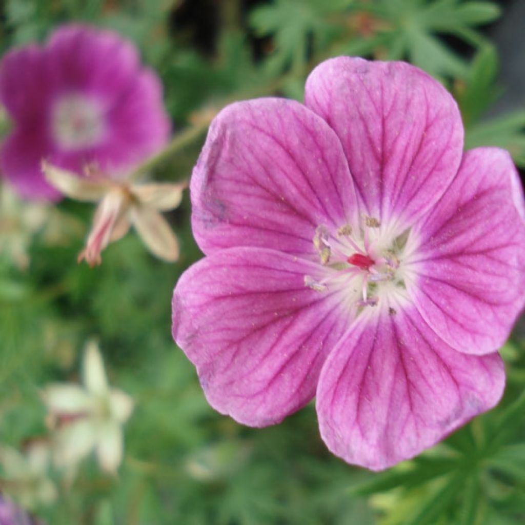 Geranium sanguineum Elke - Blutstorchschnabel