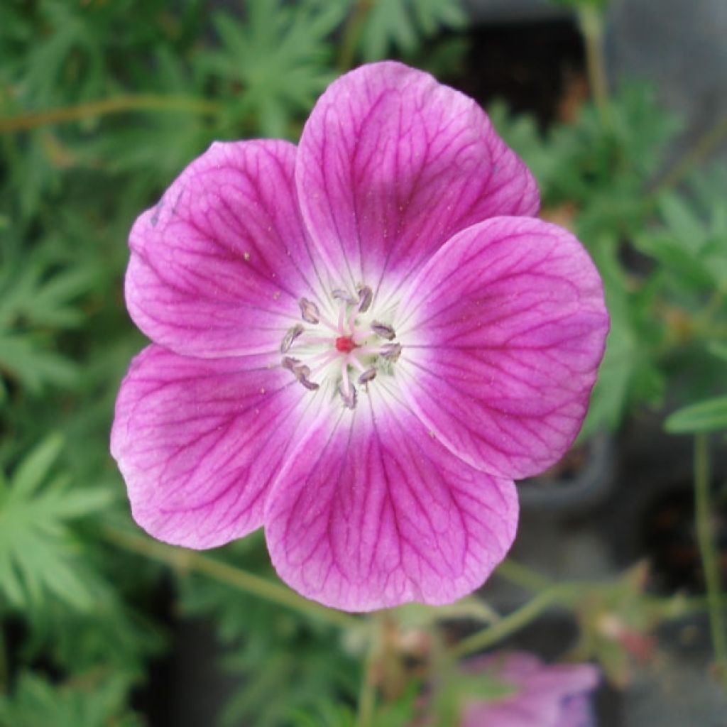 Geranium sanguineum Elke - Blutstorchschnabel