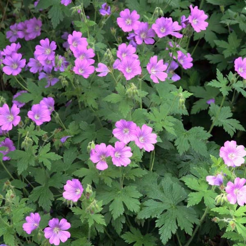 Storchschnabel Sirak - Geranium