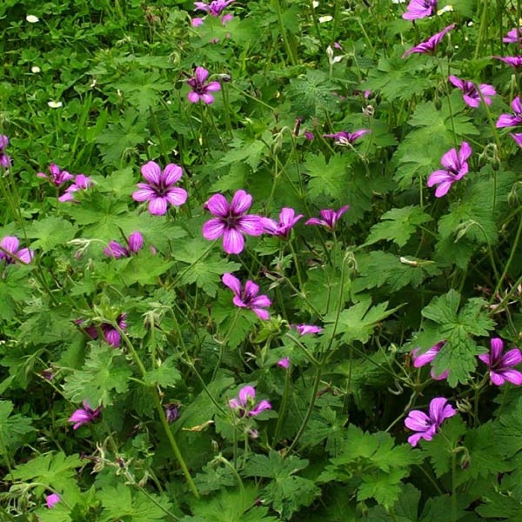 Storchschnabel Sue Crûg - Geranium