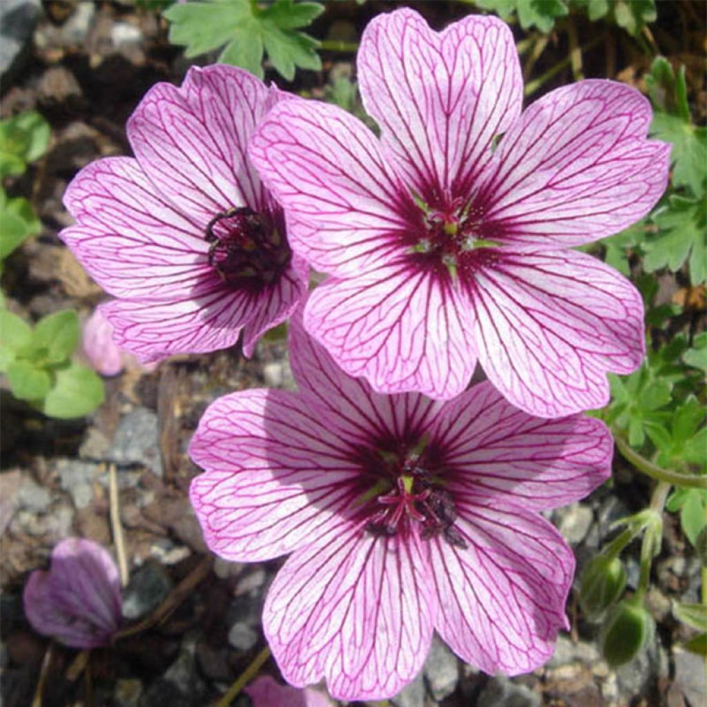 Geranium cinereum Ballerina - Aschgrauer Storchschnabel