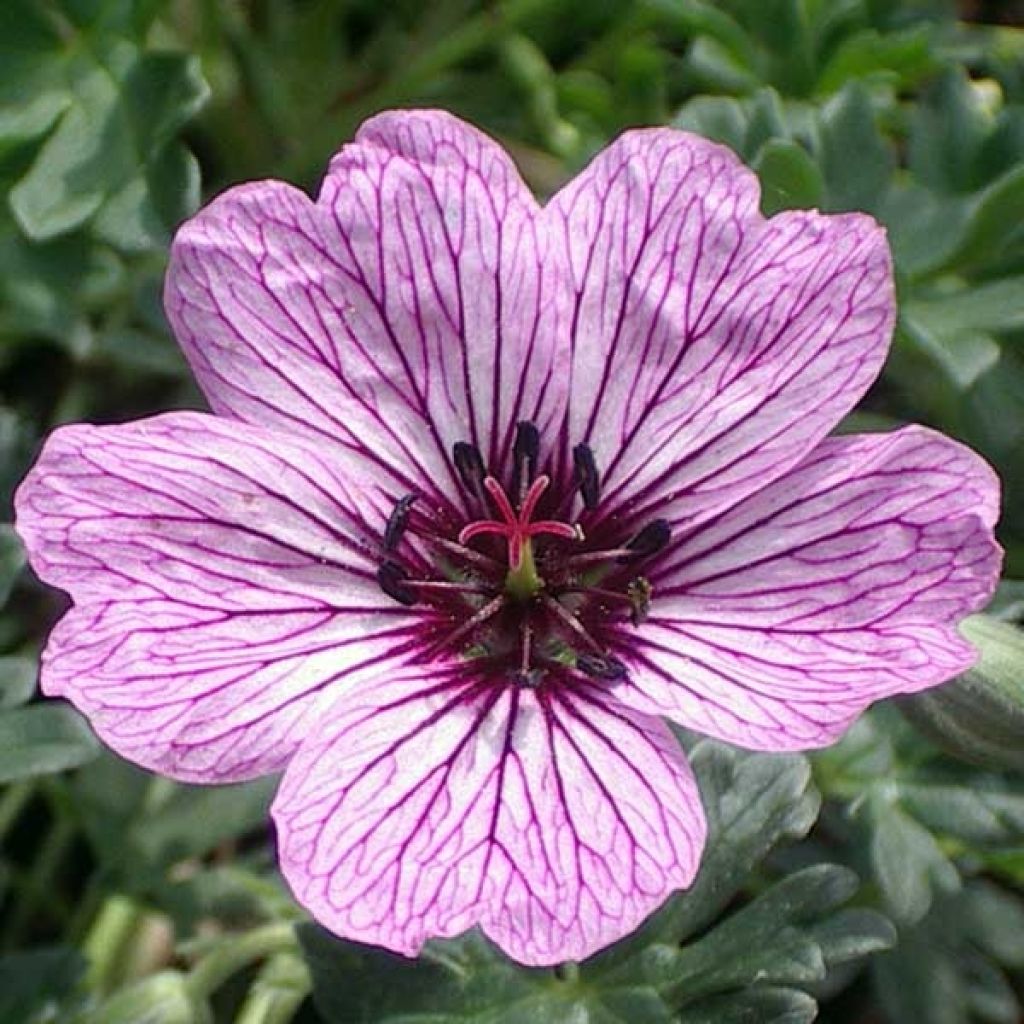 Geranium cinereum Laurence Flatman - Aschgrauer Storchschnabel