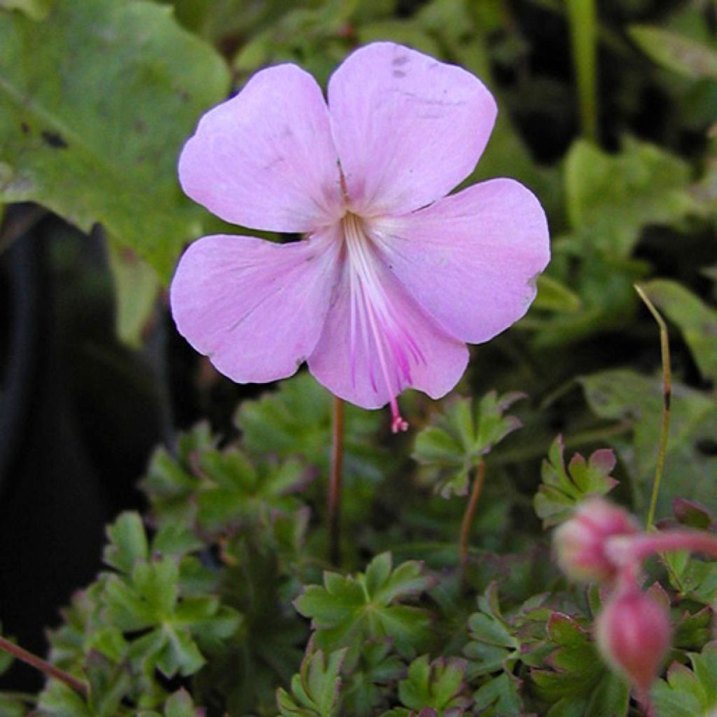 Geranium dalmaticum - Dalmatinischer Storchschnabel