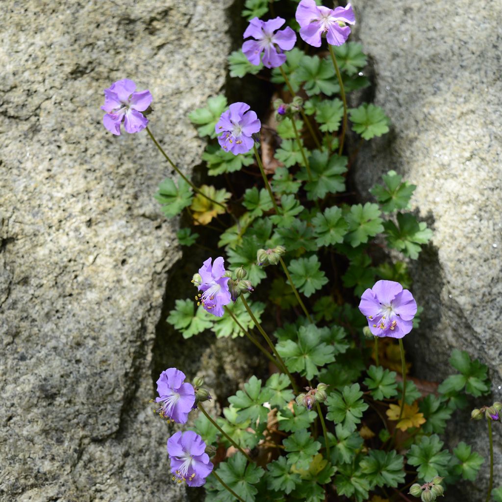 Geranium dalmaticum - Dalmatinischer Storchschnabel