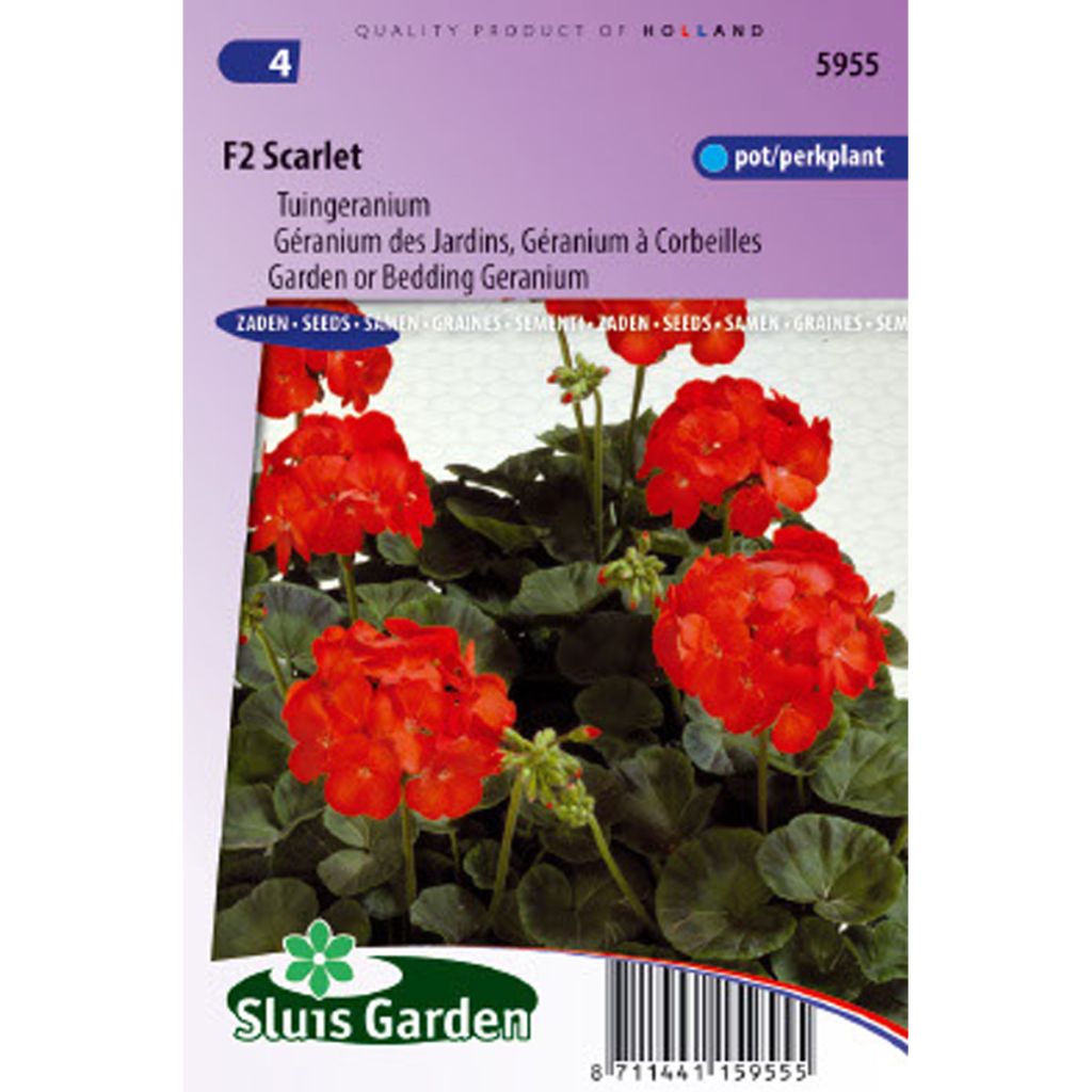 Zonal-Pelargonie F2 Scarlet (Samen) - Pelargonium