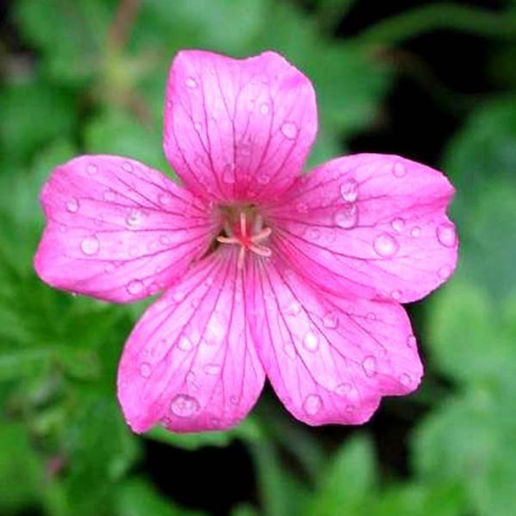 Geranium endressii Wargrave Pink - Pyrenäen-Storchschnabel